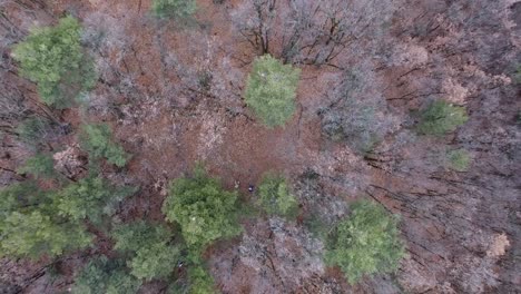Aerial-view--of-a-man-standing-in-a-forest.-Autumn-france.